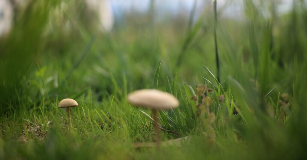 Photo of mushrooms in grass by Y.X. An on Unsplash